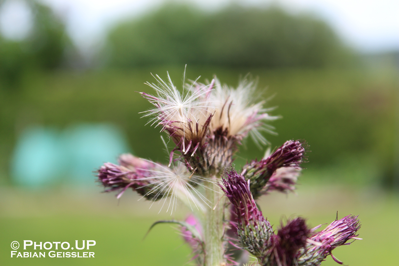 Distel, Nahaufnahme einer Blume